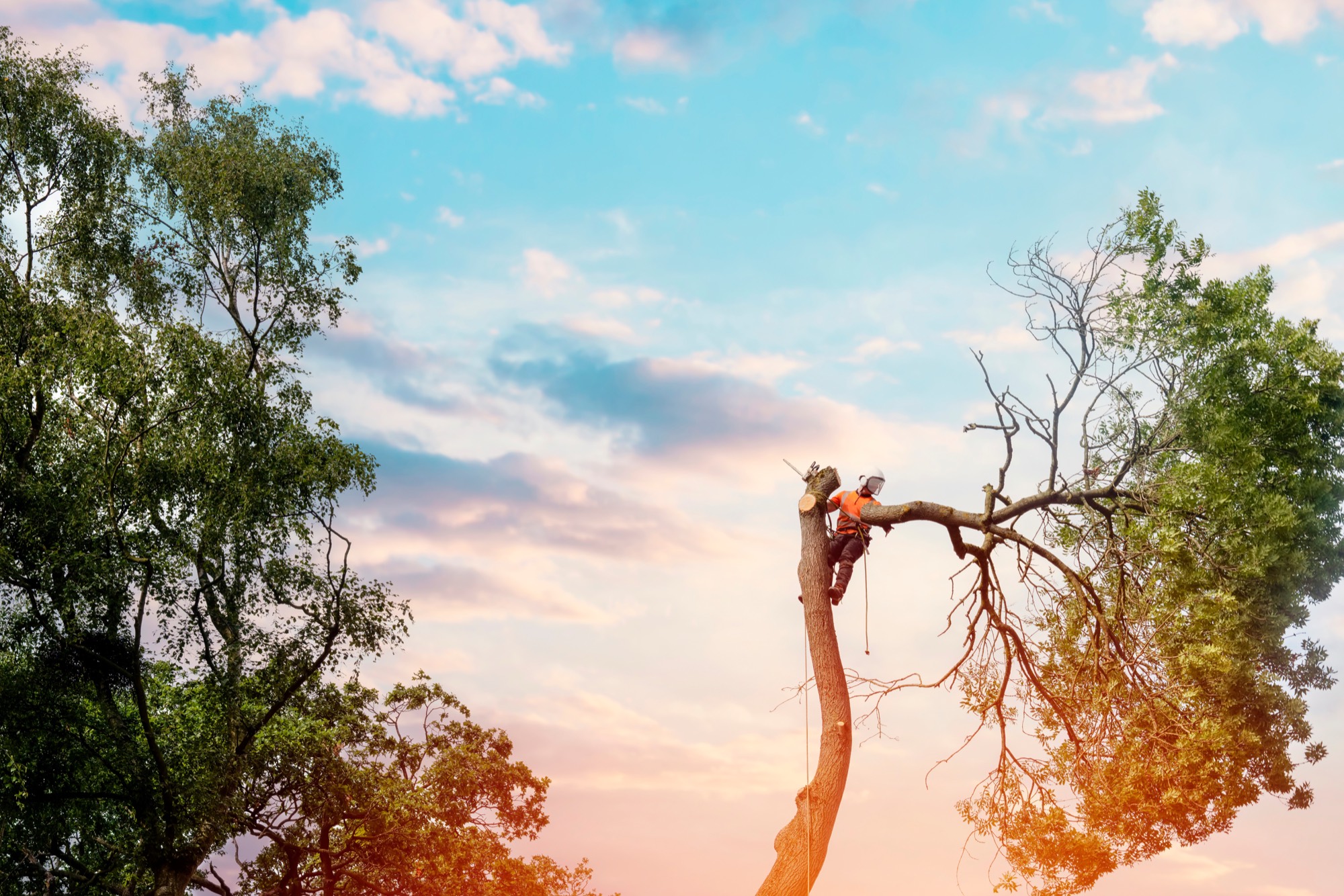 SEQ Tree Experts arborist removing a tall tree at sunset in the Redlands