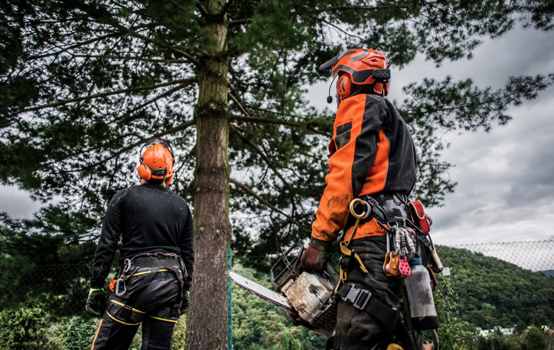 SEQ Tree Experts crew safely carrying out tree work